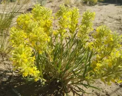 Brenda's Yellow Cryptantha thumbnail 4
