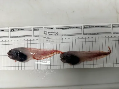 Threadfin Seasnail