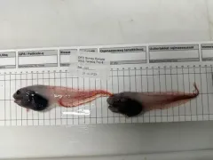 Threadfin Seasnail thumbnail 1