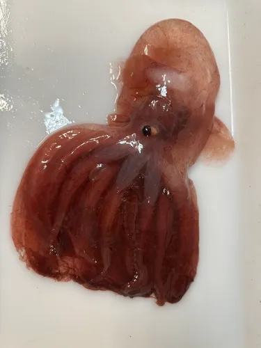 Müller's Cirroctopod