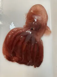 Müller's Cirroctopod thumbnail 1