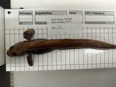Paamiut eelpout thumbnail 2