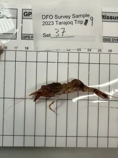 Sevenline Shrimp thumbnail 3