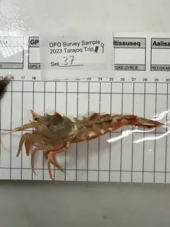 Polar Shrimp thumbnail 2