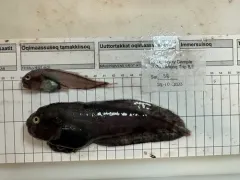 Gelatinous Seasnail thumbnail 3