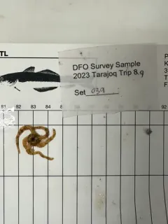 Ophiacantha bidentata thumbnail 3