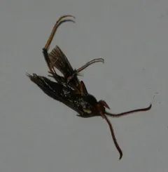 Lilac Borer Moth thumbnail 2