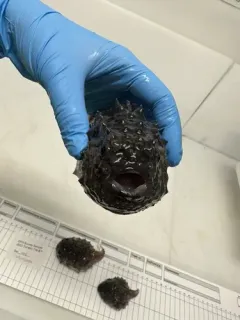 Atlantic Spiny Lumpsucker thumbnail 3