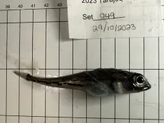 Bigeye Sculpin thumbnail 2