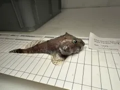 Atlantic Hookear Sculpin thumbnail 3