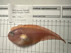 Sea Tadpole thumbnail 4