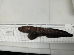 Arctic Eelpout thumbnail 3