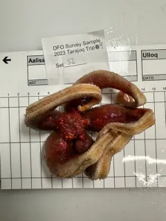 Icasterias panopla thumbnail 2