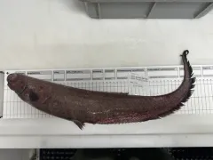 Snubnosed Spiny Eel thumbnail 3