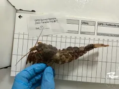 Sculptured Shrimp thumbnail 4