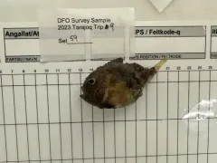 Leatherfin Lumpsucker thumbnail 2