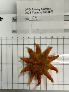 Crossaster squamatus thumbnail 3