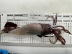 Boreoatlantic Gonate Squid thumbnail 4