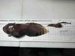 Nebulous Snailfish thumbnail 4