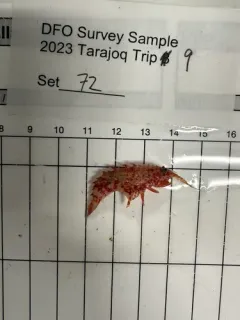 Rhachotropis aculeata thumbnail 4