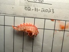 Epimeria loricata thumbnail 2