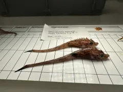 Atlantic Poacher thumbnail 3