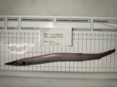 Ribbon Barracudina thumbnail 4