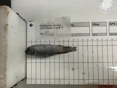 Goiter Blacksmelt thumbnail 3