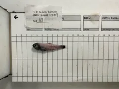 Glacier Lanternfish thumbnail 4