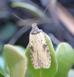 Exaeretia umbraticostella thumbnail 2