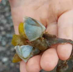 Buoy Barnacle thumbnail 4