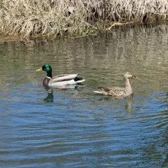 Mallard thumbnail 5