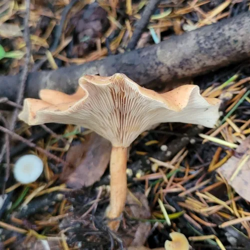 tawny funnel cap