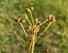 Strickland's umbrella-wort thumbnail 4