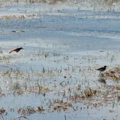 Solitary Sandpiper thumbnail 2
