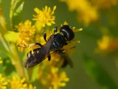 Lestica producticollis thumbnail 3