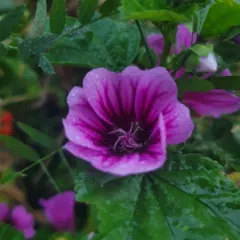 Common Mallow thumbnail 4