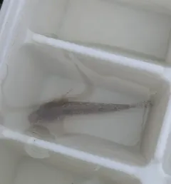 Western Tubenose Goby thumbnail 1