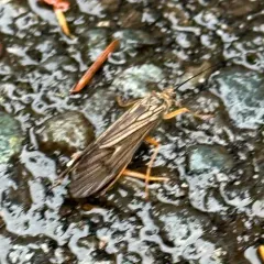 Dicosmoecus gilvipes thumbnail 4