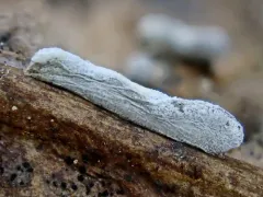 Physarum bitectum thumbnail 2
