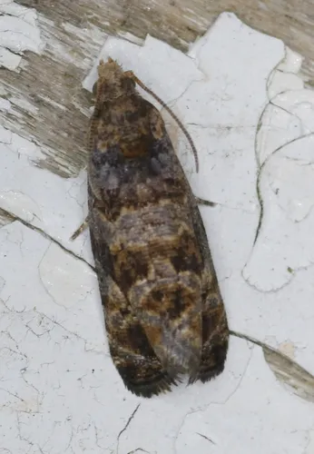 Paralobesia spiraeifoliana