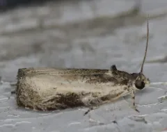 Mysterious Olethreutes Moth thumbnail 4