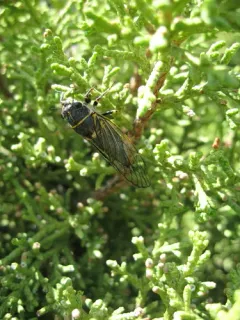 Putnam's Cicada thumbnail 2