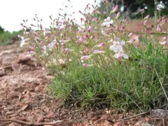 Larchleaf Beardtongue thumbnail 4