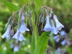 aspen bluebells thumbnail 2