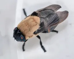 Cuterebra abdominalis thumbnail 2