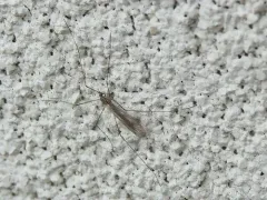 Neolimnophila placida thumbnail 3