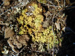 Bracted Sulphur Lichen thumbnail 3