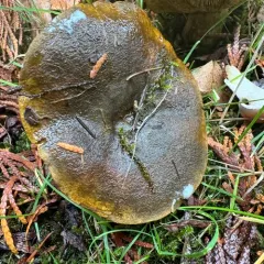 Ugly Milkcap thumbnail 2