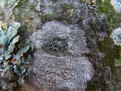 Black-eyed Rim Lichen thumbnail 3